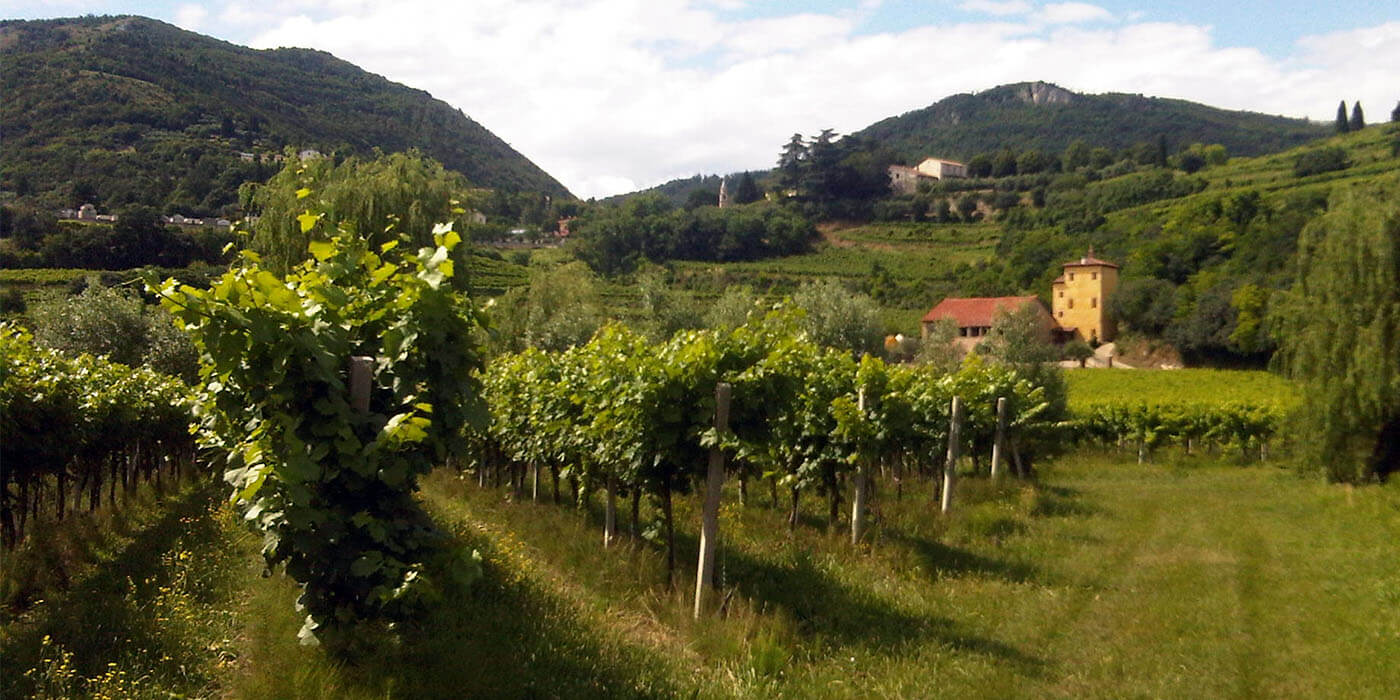 Vigneti-colli-berici